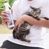 IVARON Obat Kutu Kucing Spray 250ml – Flea Remover Ampuh & Aman Jika Terjilat | Obat Kutu Kucing & Anjing Semprot - Image 7