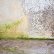 IVARON Pembersih Lumut Lantai Semen Ampuh – Bersihkan Paving, Tembok & Lantai 250ml - Image 3